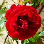 בית נופש Kristi *