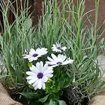 Kristi בית נופש בובק