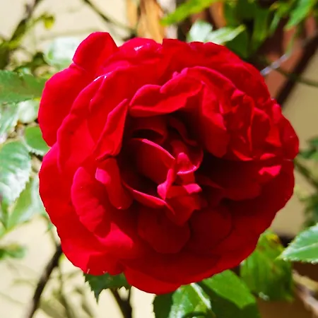 Počitniška hiša Kristi *