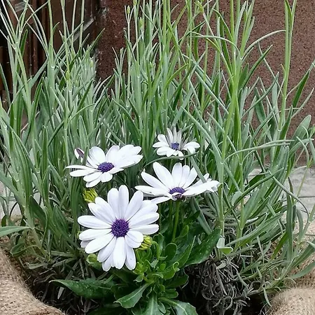 Kristi Počitniška hiša Bovec