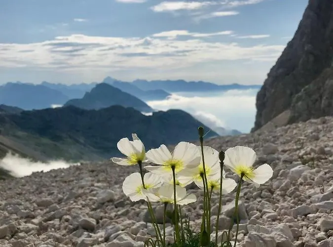בית נופש Kristi בובק