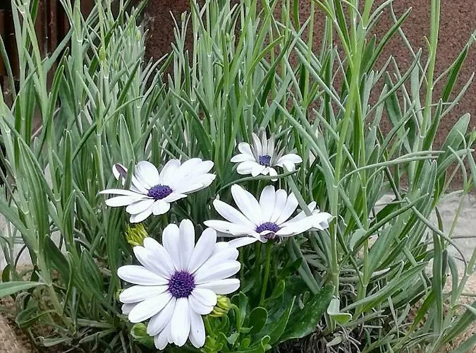 Kristi Holiday home Bovec